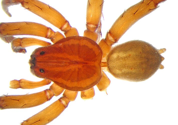 pisauroides