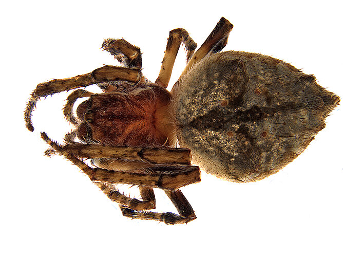 australis