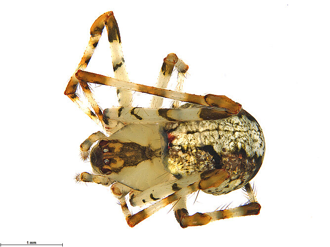 FP-13388