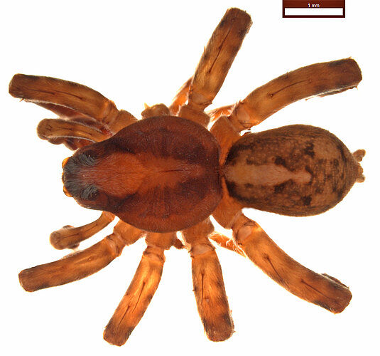 slatyeri