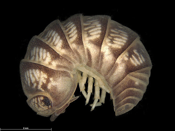 hirsuta
