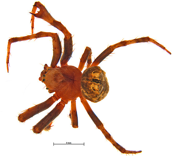 tuberculata