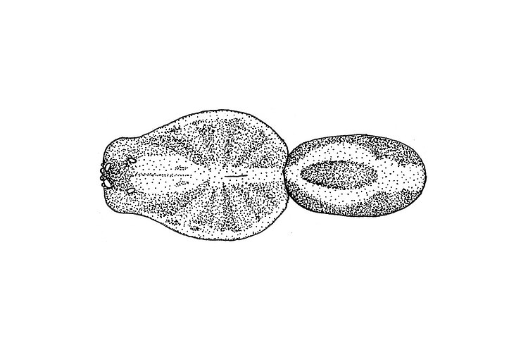 esposica