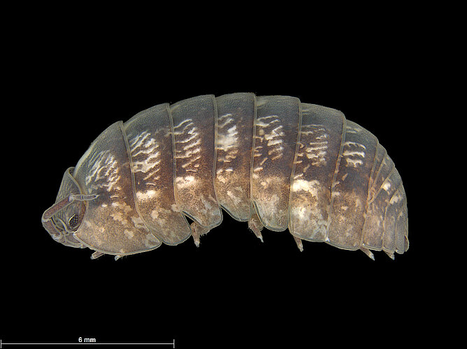 vulgare