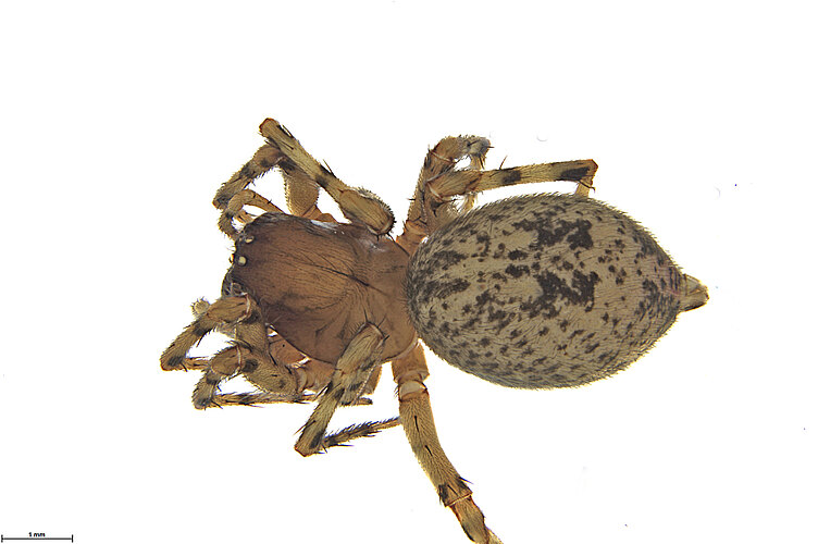 FP-14231