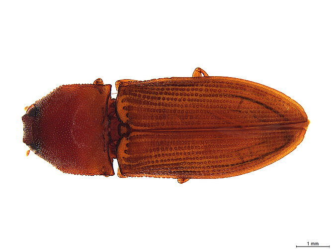 FP-11149