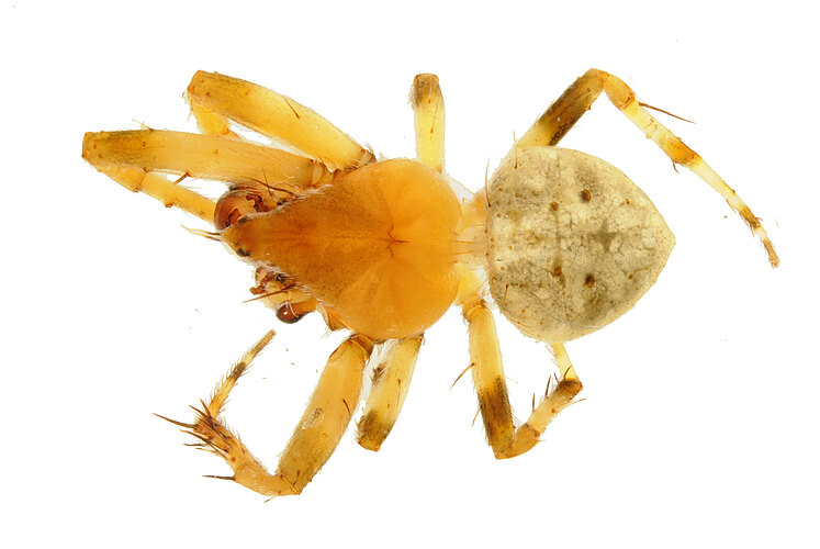 poltyoides