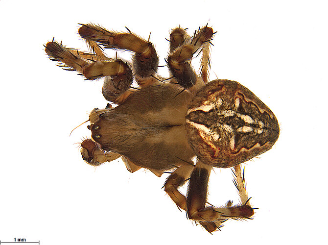 FP-14206