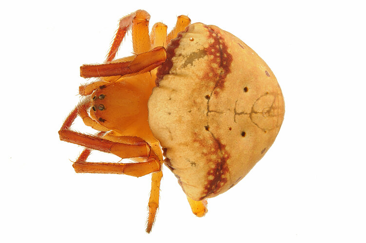 cyrtarachnoides