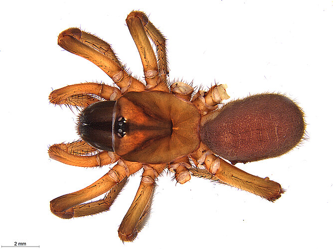 FP-14393 (WAM MYG1135)