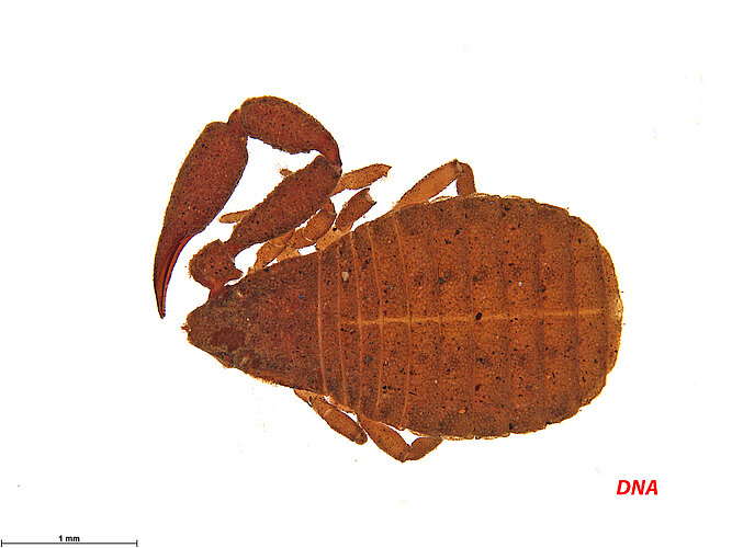 gurdoni