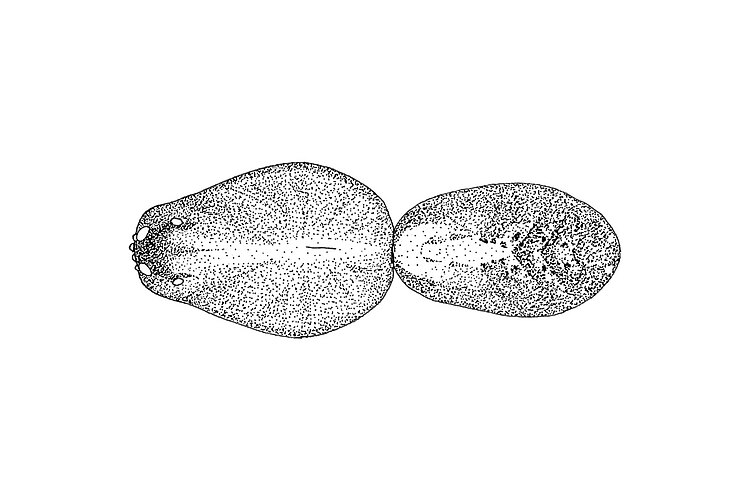 fontis