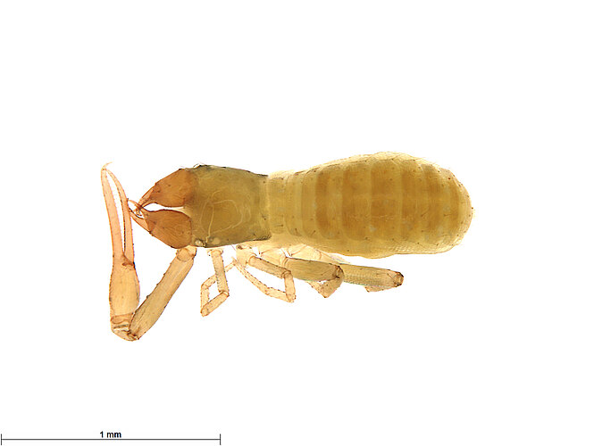 FP-13911