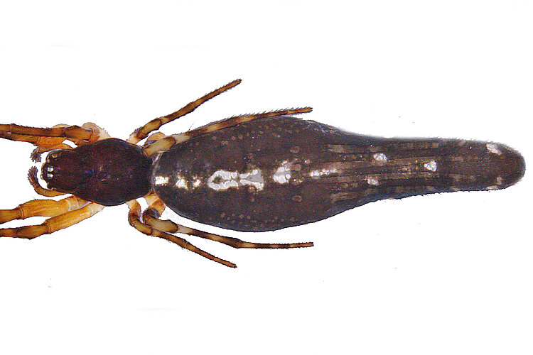 bifida