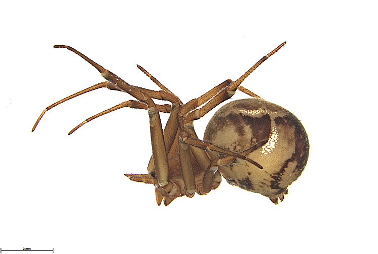 mundula