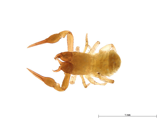 FP-13908