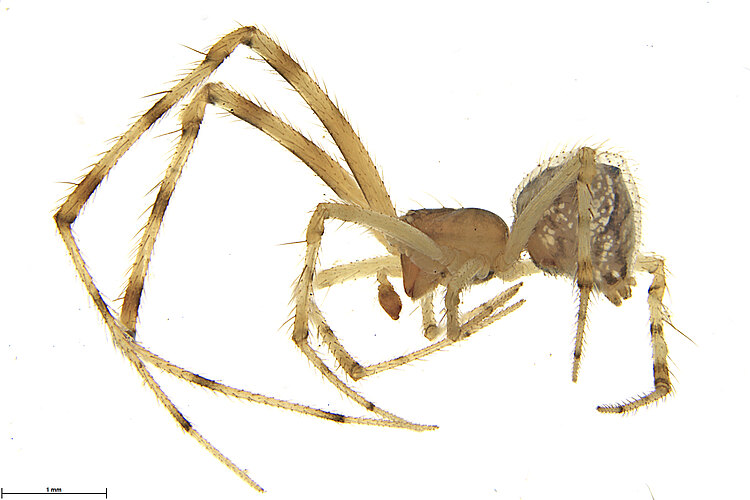FP-13838