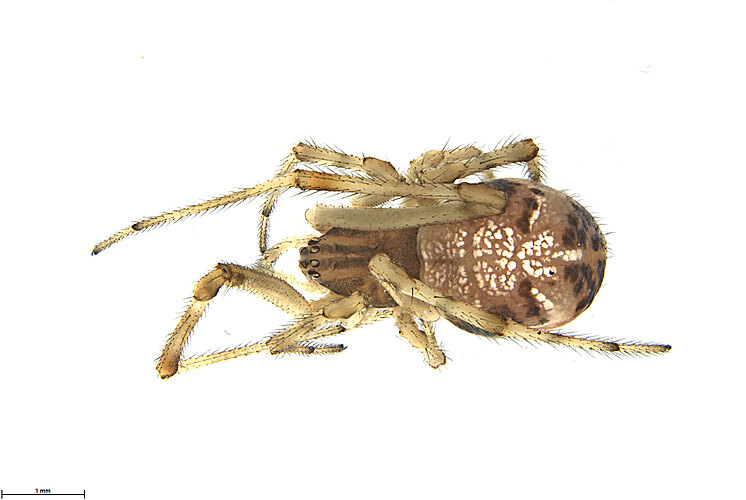 FP-14261