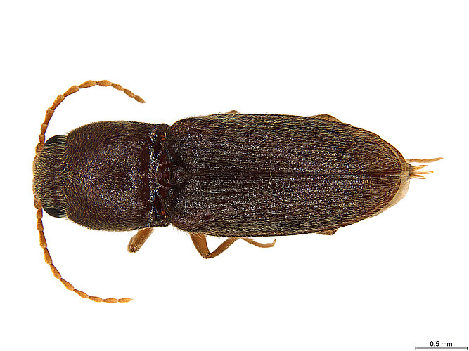 FP-1309 (BWI sp. 11)