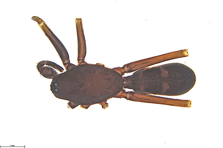 waldockae