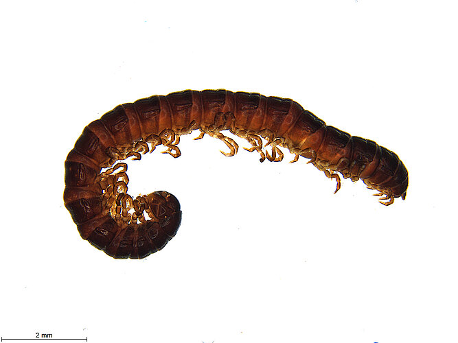 dubitalis