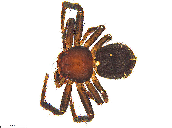 FP-13424