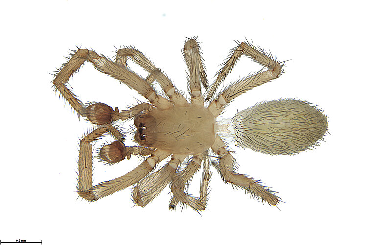 FP-15095