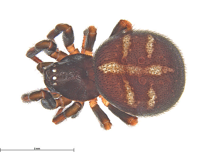 bicruciata