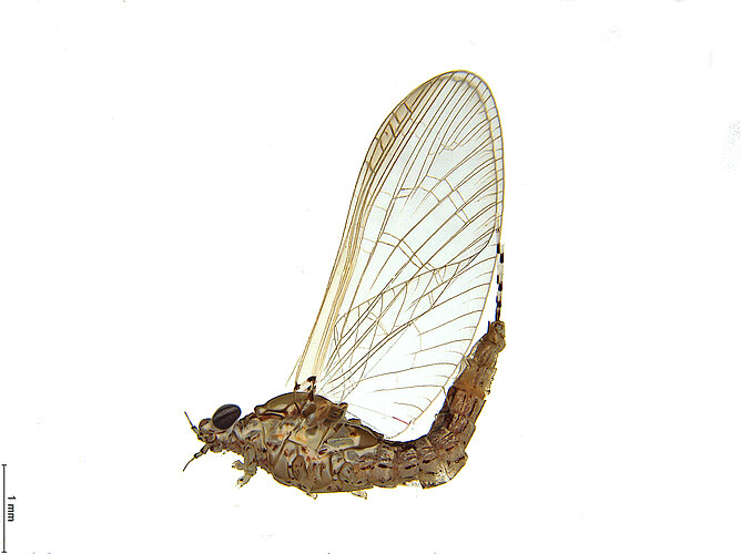 FP-14965