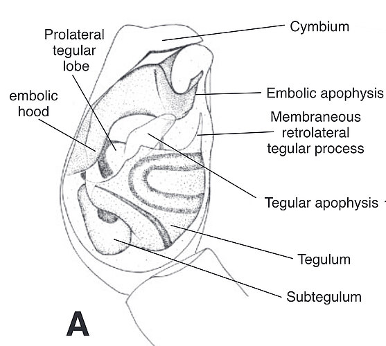 infundibulum