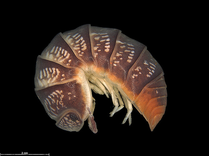 FP-13357