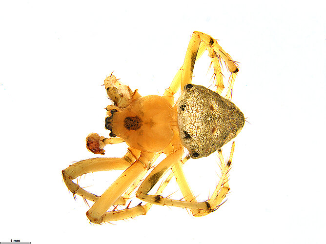 FP-11644