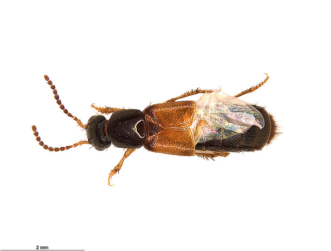 FP-13408