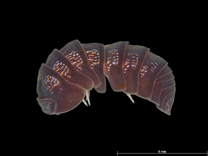 FP-13137