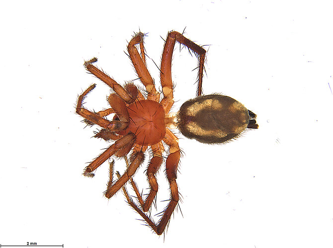 FP-13264
