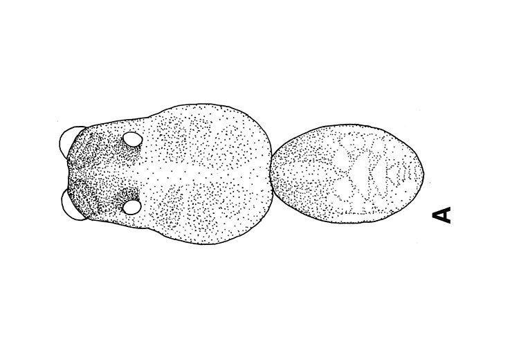 parvula