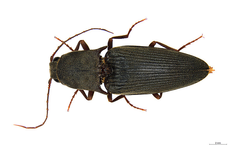 FP-3787 (BWI sp. 22)