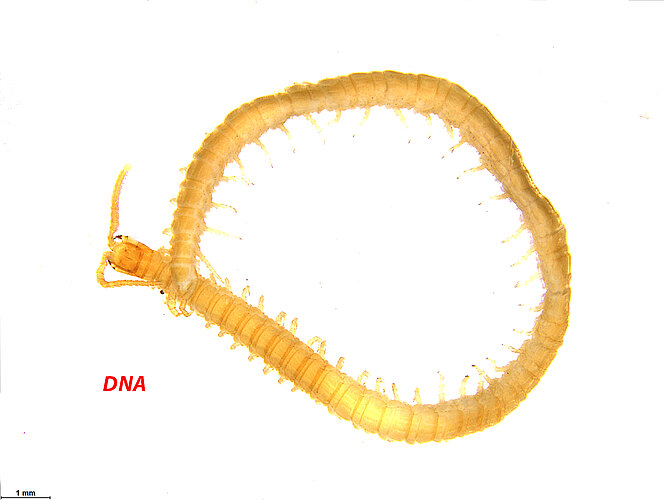 laticeps
