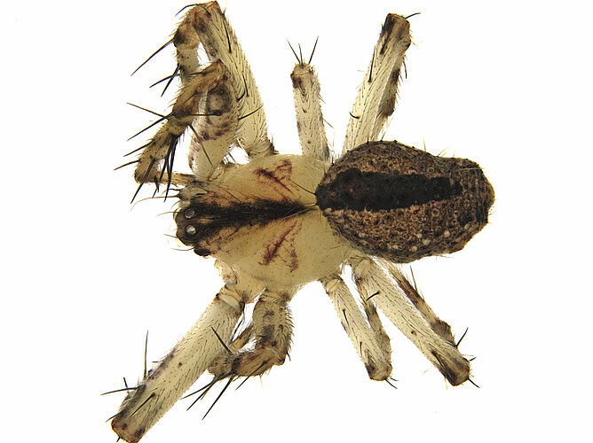 FP-11467