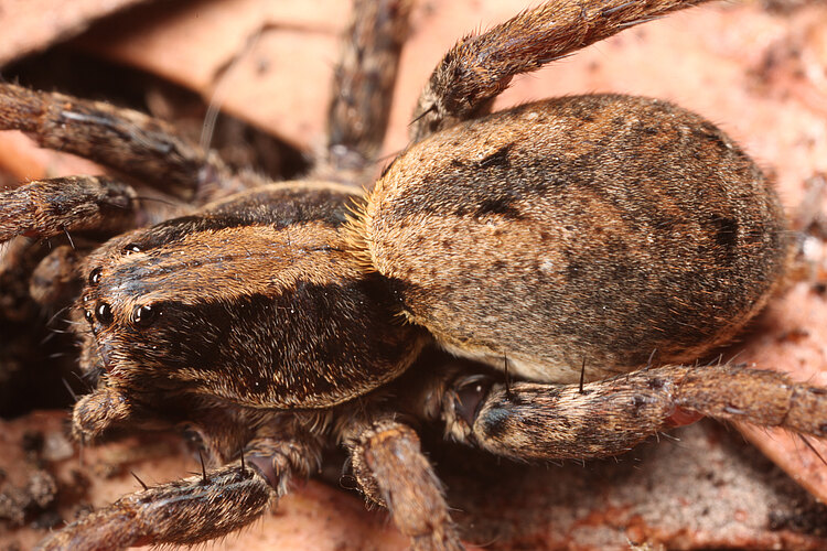 pictiventris