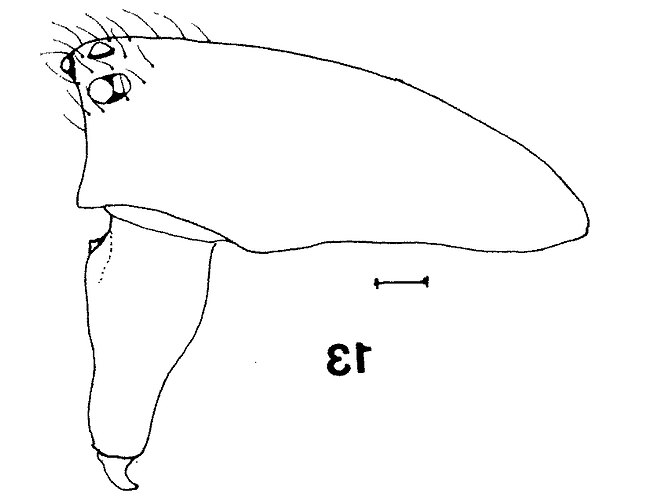 tenuis
