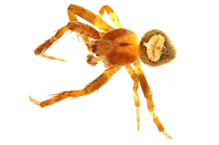 speculabundus