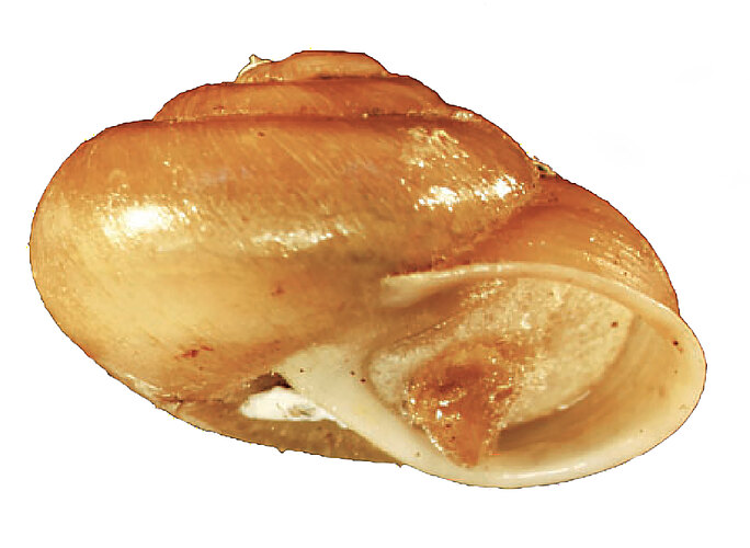 FP-13138