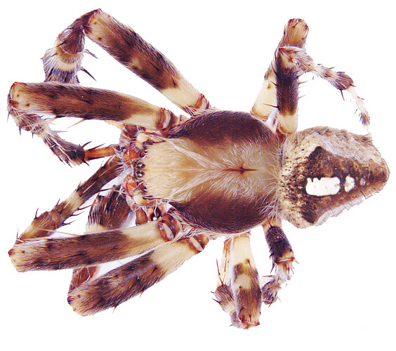 tatianeae
