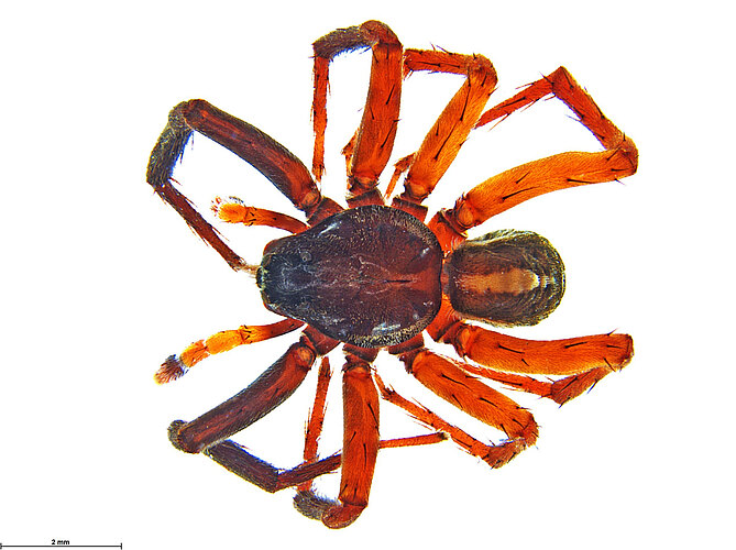 atrata