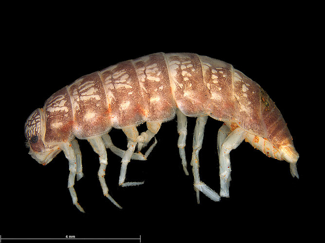 yalgooensis