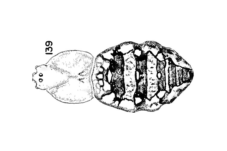 dietrichae
