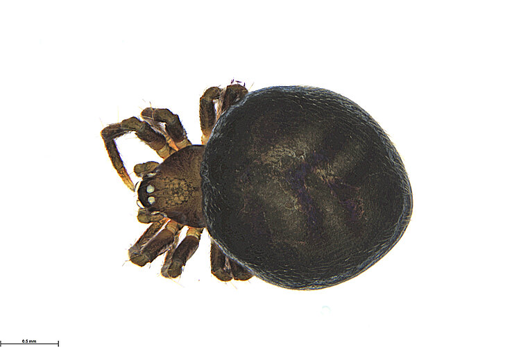 FP-14143