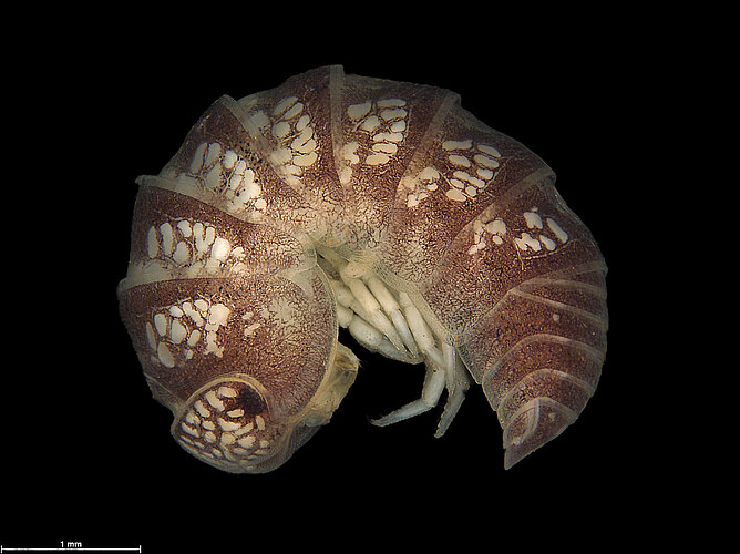 FP-13363