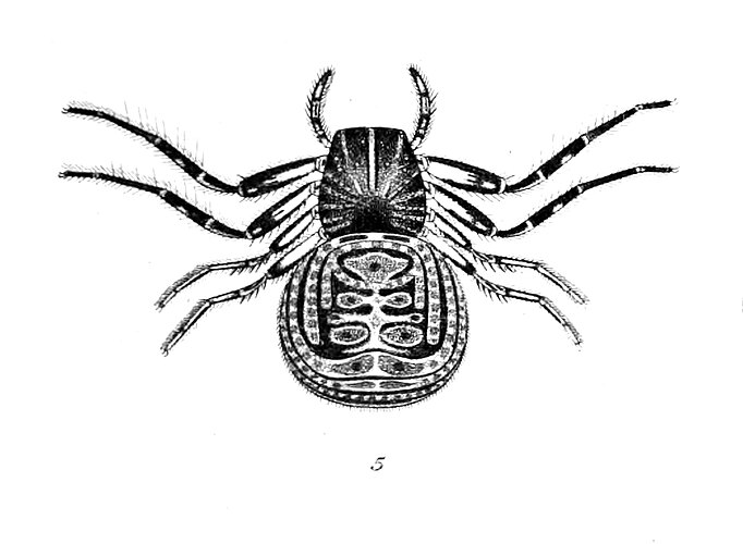 striatipes